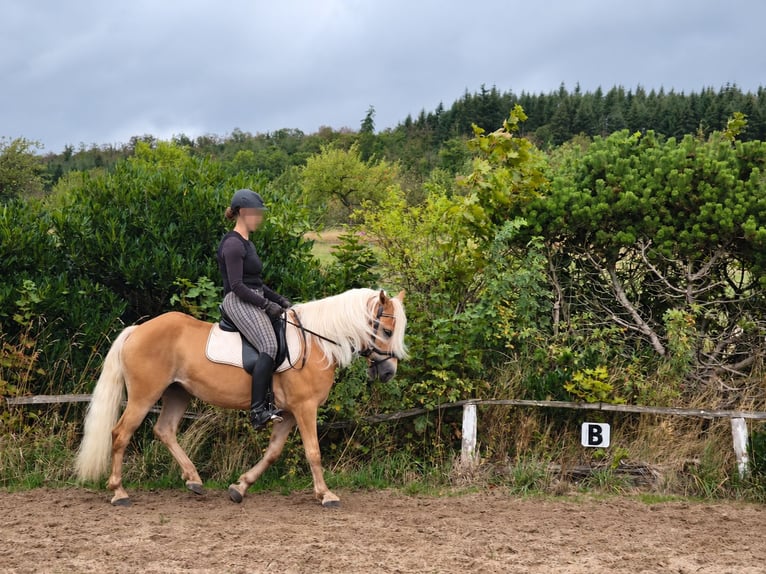 Haflinger Mare 5 years 14 hh  in Frankenberg (Eder)