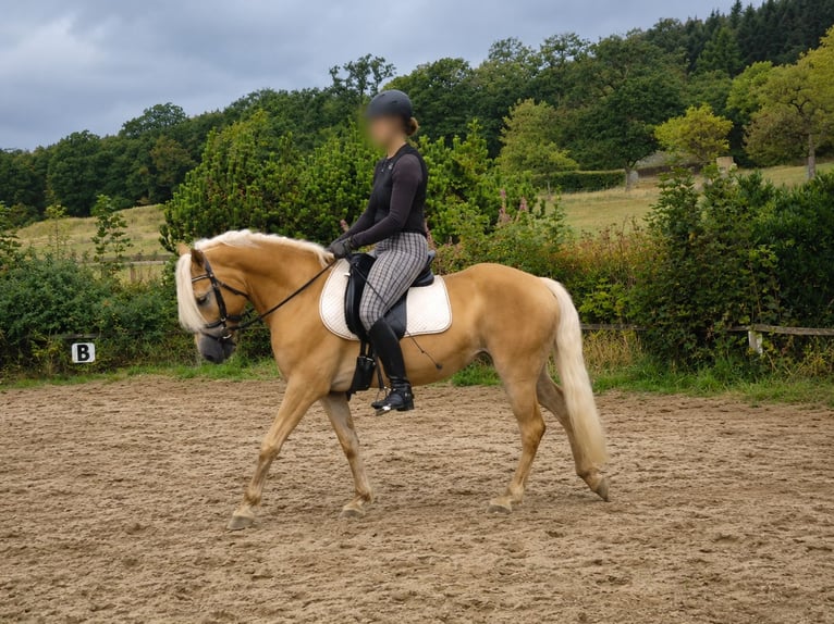 Haflinger Mare 5 years 14 hh  in Frankenberg (Eder)