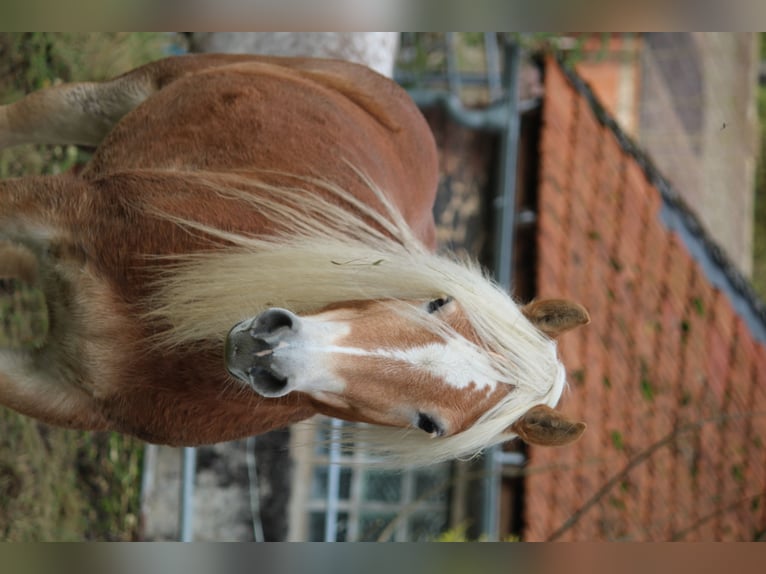 Haflinger Mare 5 years 14 hh in Alsfeld