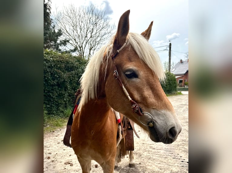 Haflinger Mare 5 years 14,1 hh Chestnut-Red in Bornem