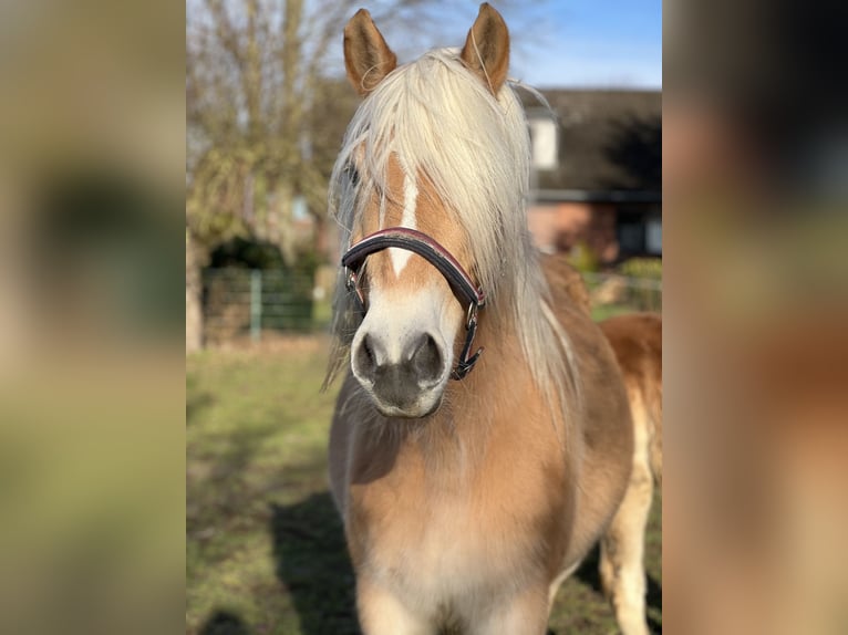 Haflinger Mare 5 years 14,1 hh Chestnut-Red in Seedorf