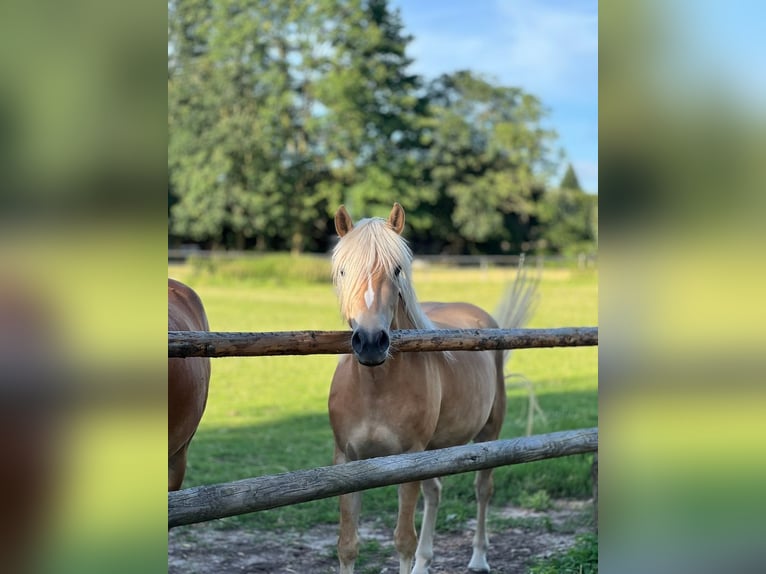 Haflinger Mare 5 years 14,1 hh Chestnut-Red in Seedorf