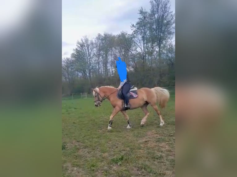 Haflinger Mare 5 years 14,1 hh in Strass