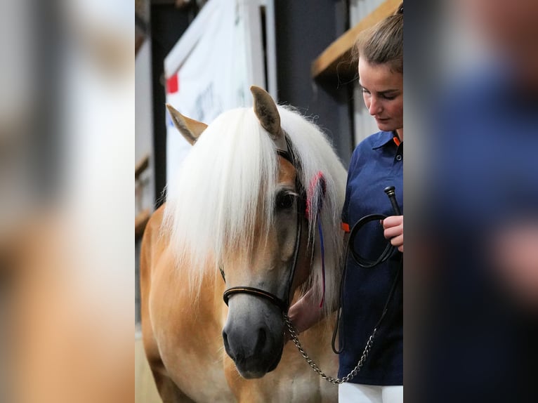 Haflinger Mare 5 years 14,2 hh Chestnut-Red in Schijndel