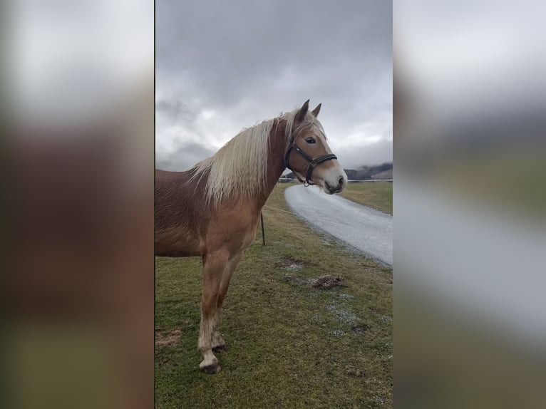 Haflinger Mare 5 years 14,2 hh Chestnut-Red in Maria Lankowitz