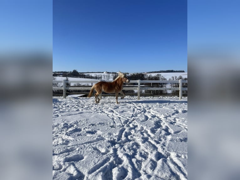 Haflinger Mare 5 years 14,2 hh Chestnut-Red in Allhaming