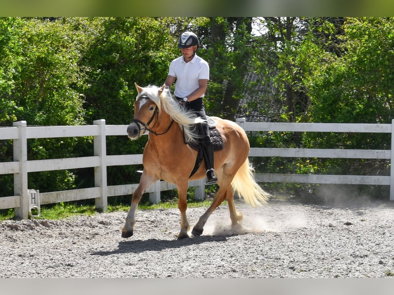 Haflinger Mare 5 years 14,2 hh Chestnut-Red in Seebad Bansin