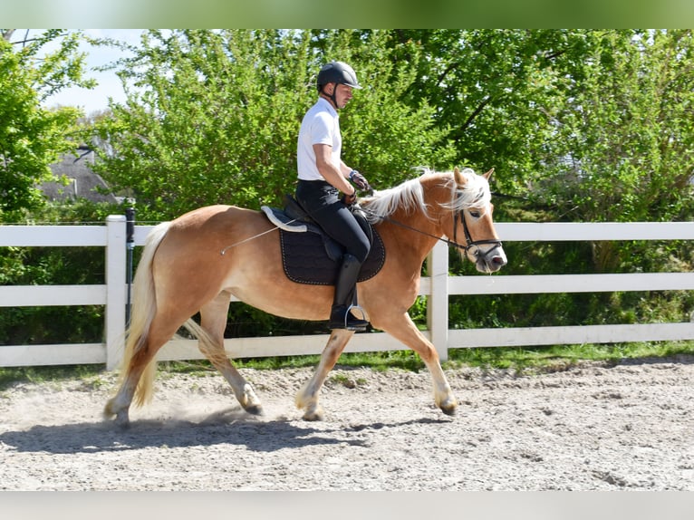 Haflinger Mare 5 years 14,2 hh Chestnut-Red in Seebad Bansin