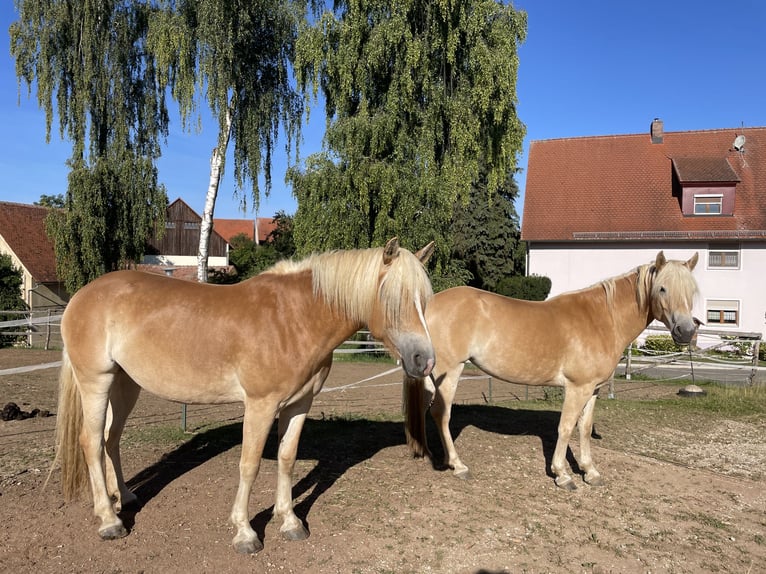 Haflinger Mare 5 years 14,2 hh Chestnut-Red in Thalmässing