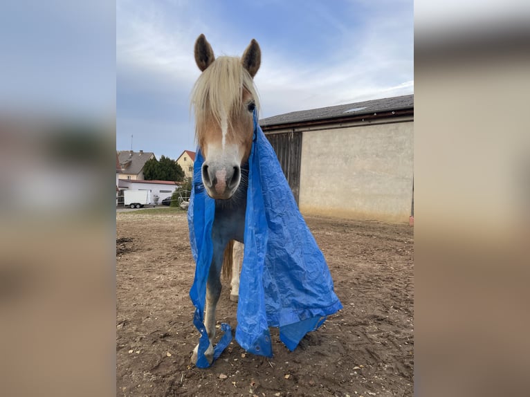 Haflinger Mare 5 years 14,2 hh Chestnut-Red in Thalmässing