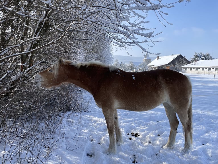 Haflinger Mare 5 years 14,2 hh Chestnut-Red in Thalmässing