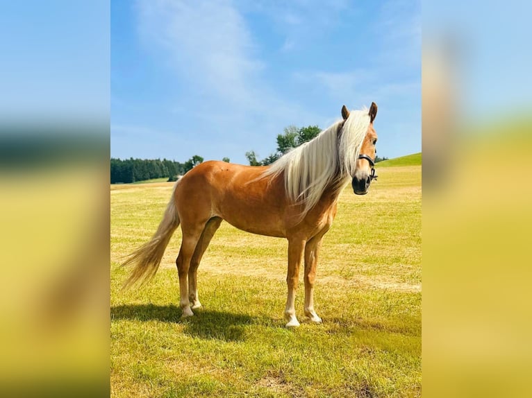 Haflinger Mare 5 years 14,2 hh Chestnut-Red in N&#xFC;rburg