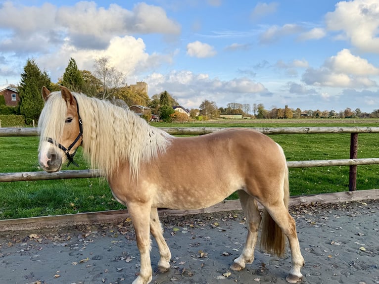 Haflinger Mare 5 years 14,2 hh Chestnut-Red in Breitenberg