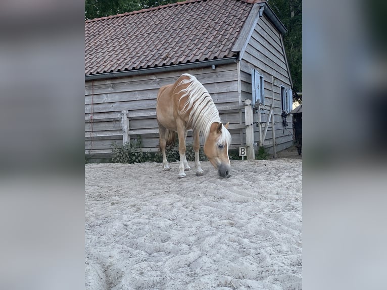 Haflinger Mare 5 years 14,2 hh in Doezum