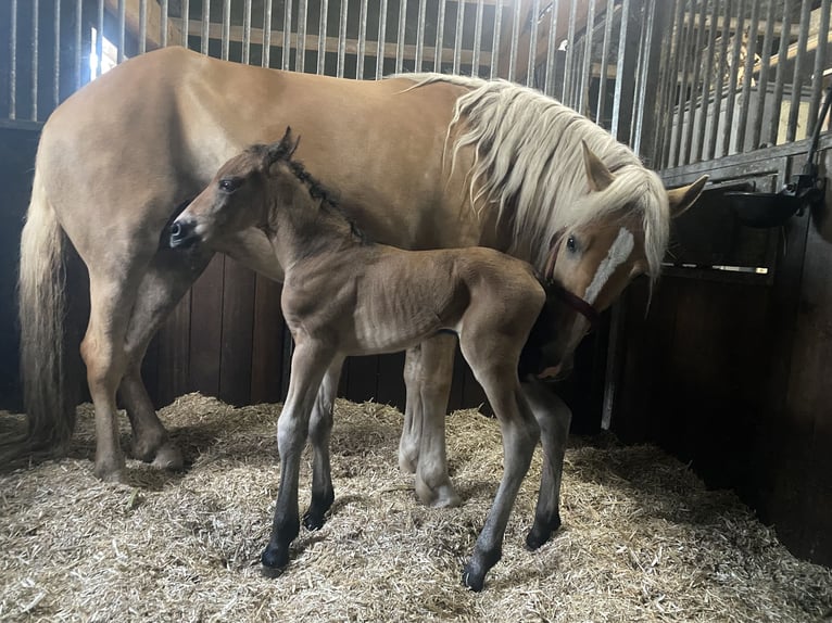 Haflinger Mare 5 years 14,2 hh in Doezum