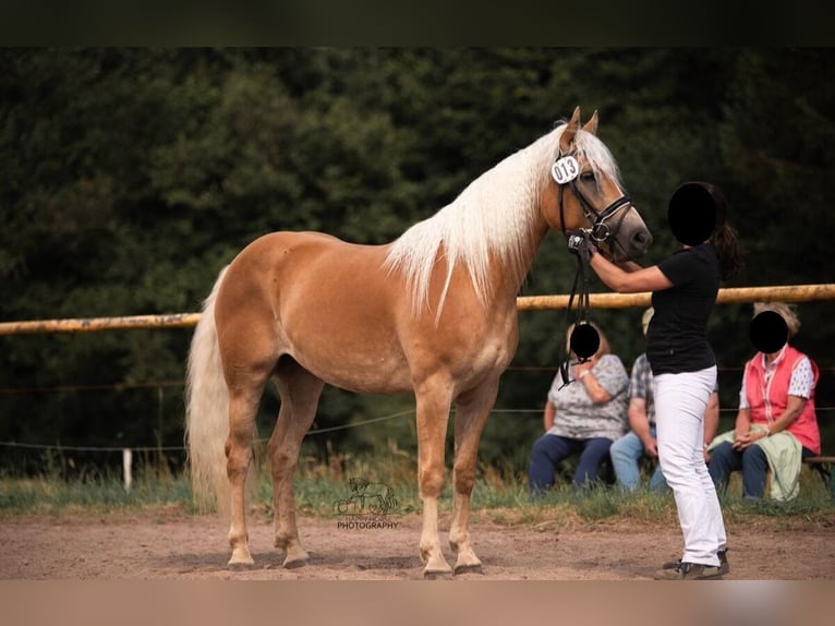 Haflinger Mare 5 years 14,3 hh Chestnut-Red in Nohfelden