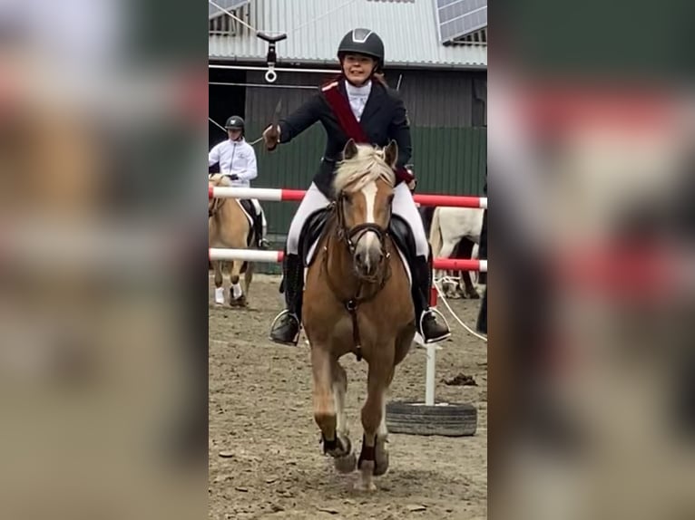 Haflinger Mare 5 years 14,3 hh Chestnut-Red in S&#xFC;derl&#xFC;gum