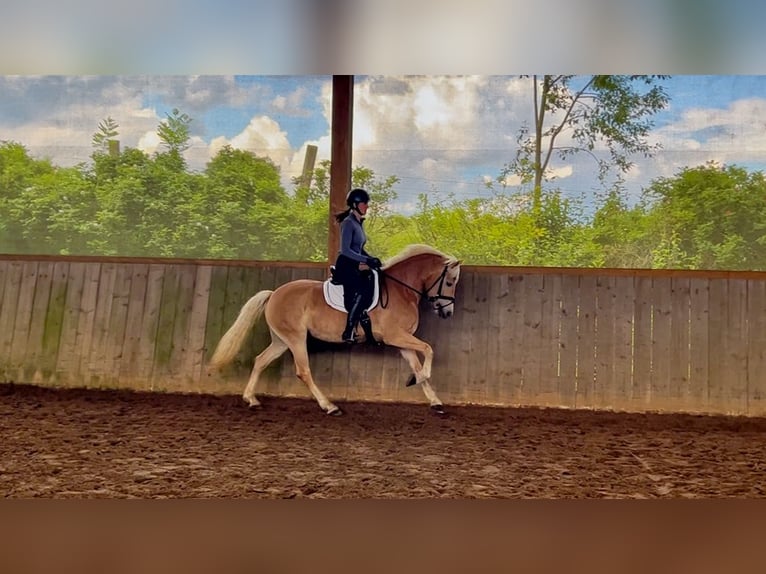Haflinger Mare 5 years 15.1 hh Chestnut-Red in Gödenstorf
