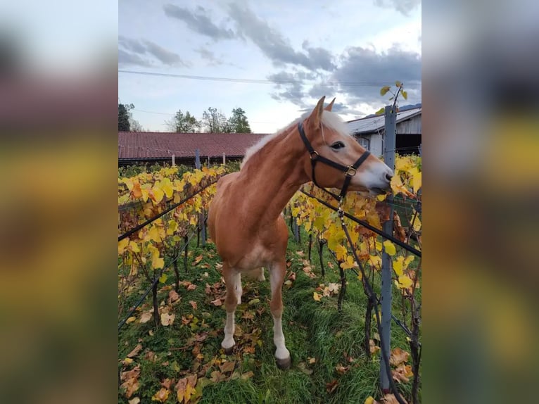 Haflinger Mare 5 years 15,1 hh Chestnut-Red in Eppan