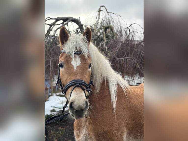 Haflinger Mare 5 years 15.1 hh Chestnut-Red in Iggingen