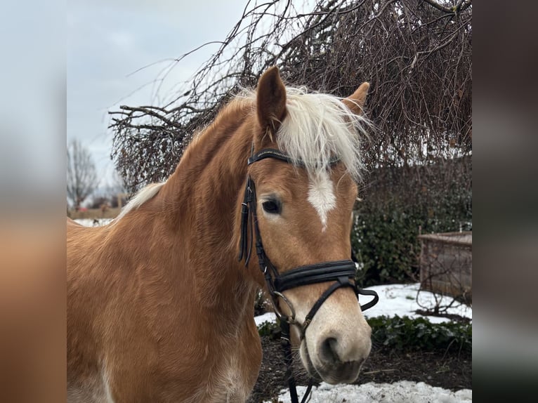 Haflinger Mare 5 years 15.1 hh Chestnut-Red in Iggingen
