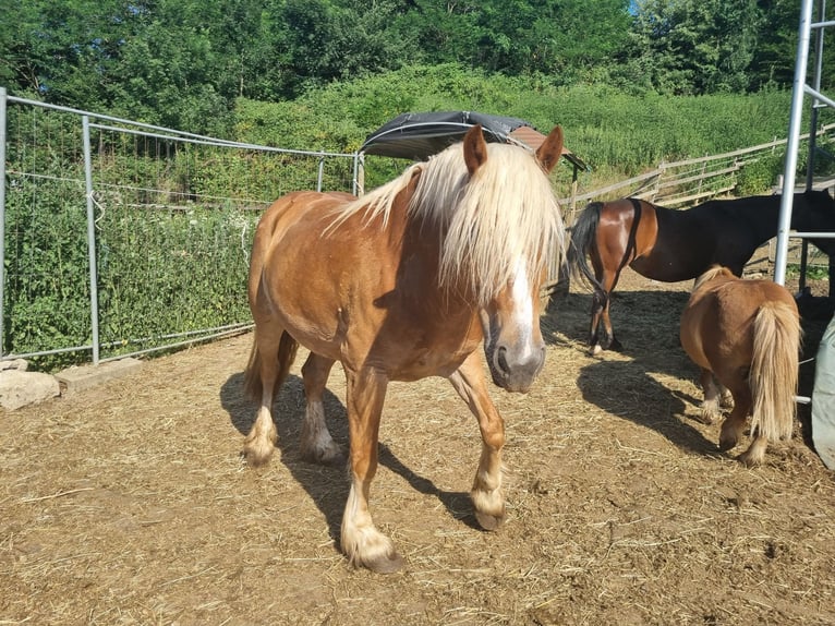 Haflinger Mix Mare 5 years 15.2 hh Brown-Light in Badersdorf