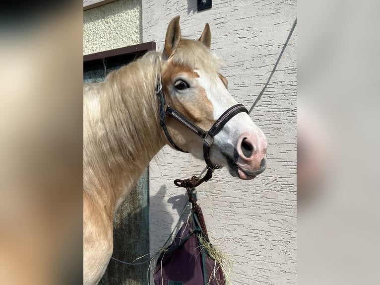 Haflinger Mix Mare 5 years 15,2 hh Chestnut-Red in Bad Emstal