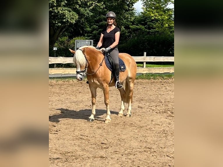 Haflinger Mare 5 years 15 hh Chestnut-Red in Hohenwestedt