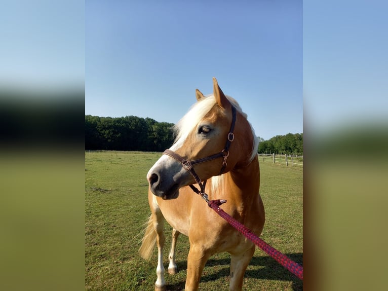 Haflinger Mare 5 years 15 hh Chestnut-Red in Hohenwestedt