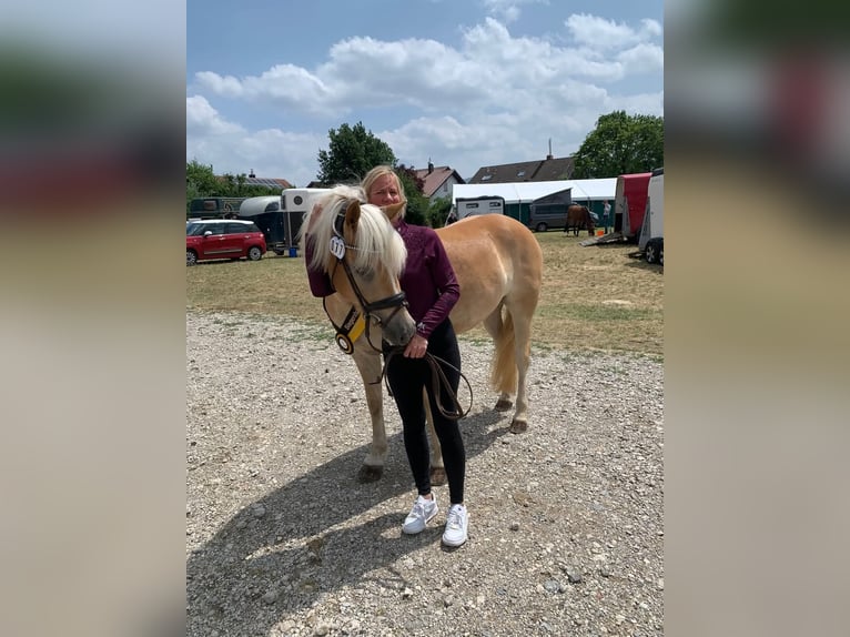 Haflinger Mare 5 years 15 hh Chestnut-Red in Kleinlangheim