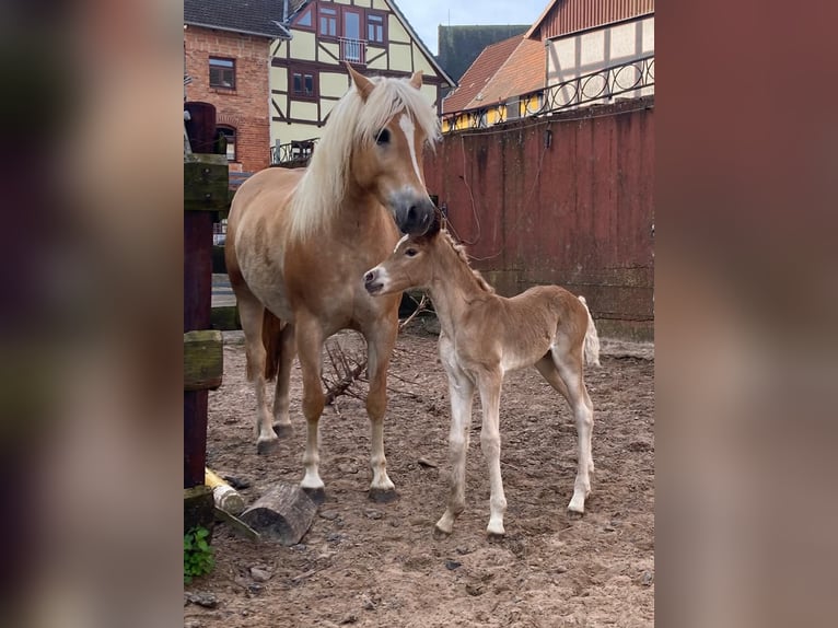 Haflinger Mare 5 years 15 hh Chestnut-Red in Kleinlangheim