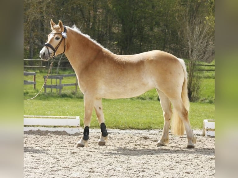 Haflinger Mare 5 years 15 hh Chestnut-Red in Kleinlangheim