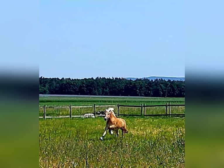 Haflinger Mare 5 years 15 hh Chestnut-Red in Kleinlangheim