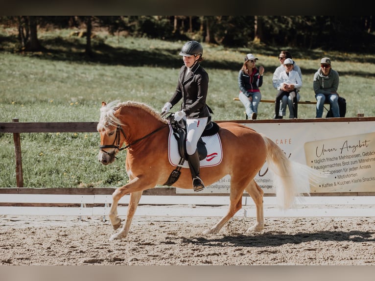 Haflinger Mare 5 years 15 hh Chestnut-Red in Mitterberg/St.Martin