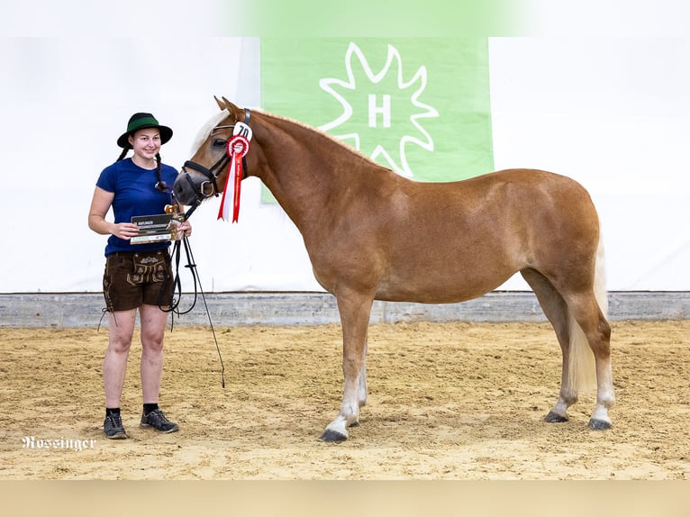 Haflinger Mare 5 years 15 hh Chestnut-Red in Mitterberg/St.Martin