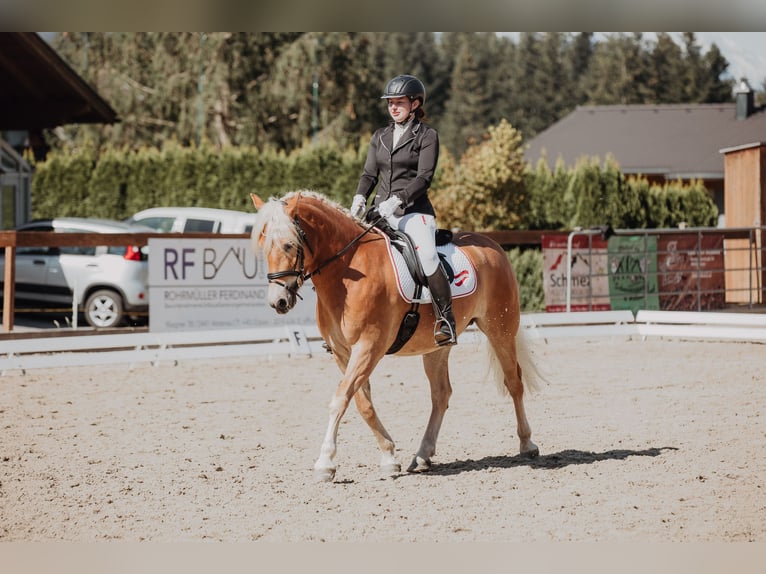 Haflinger Mare 5 years 15 hh Chestnut-Red in Mitterberg/St.Martin