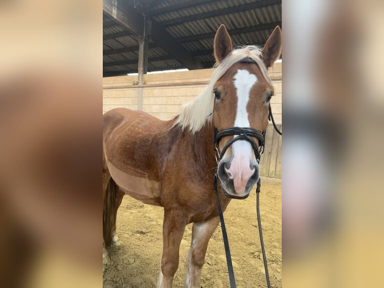 Haflinger Mix Mare 5 years 15 hh Chestnut-Red in Iserlohn