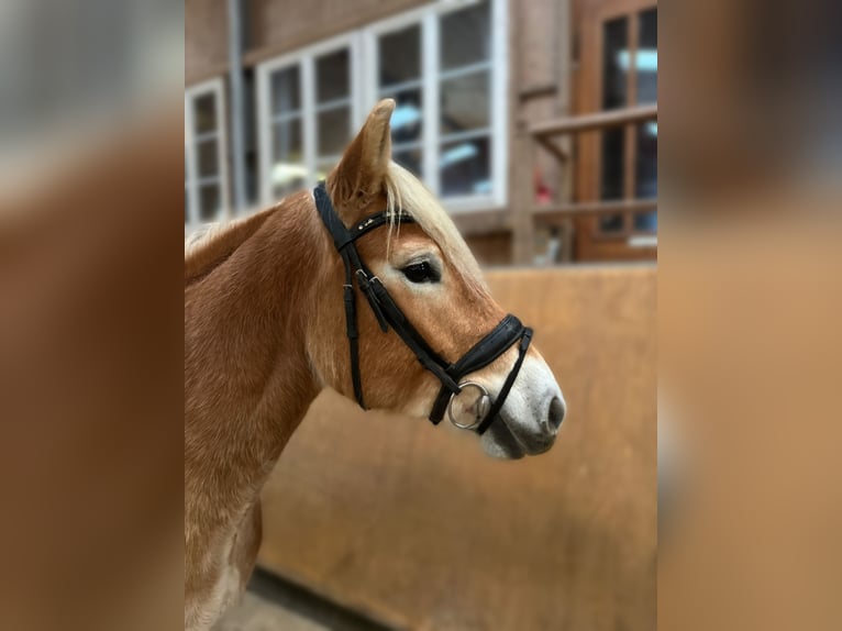 Haflinger Mare 5 years 15 hh Dun in Diemelsee