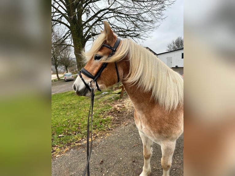 Haflinger Mare 5 years 15 hh Dun in Diemelsee