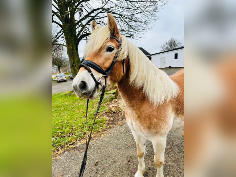 Haflinger Mare 5 years 15 hh Dun in Diemelsee