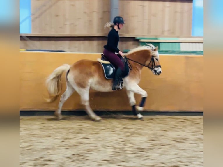 Haflinger Mare 5 years 15 hh Dun in Diemelsee