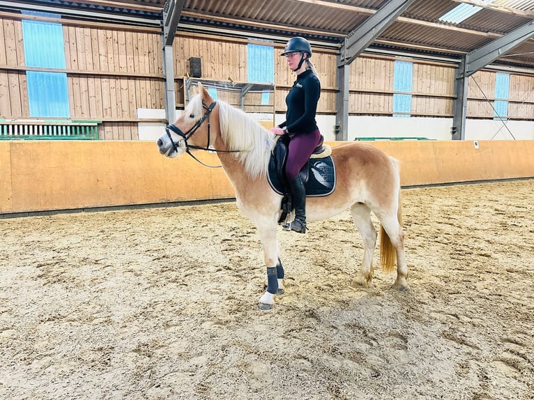 Haflinger Mare 5 years 15 hh Dun in Diemelsee