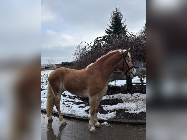 Haflinger Mare 5 years 15,1 hh Chestnut-Red in Iggingen