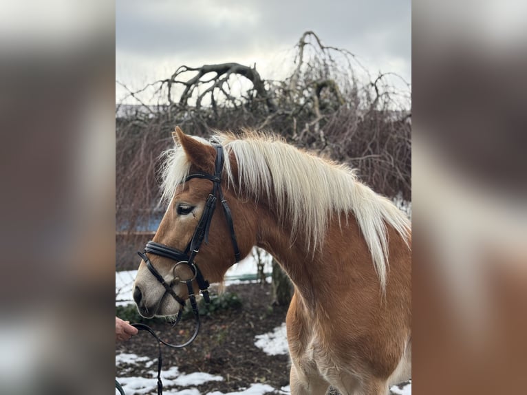 Haflinger Mare 5 years 15,1 hh Chestnut-Red in Iggingen