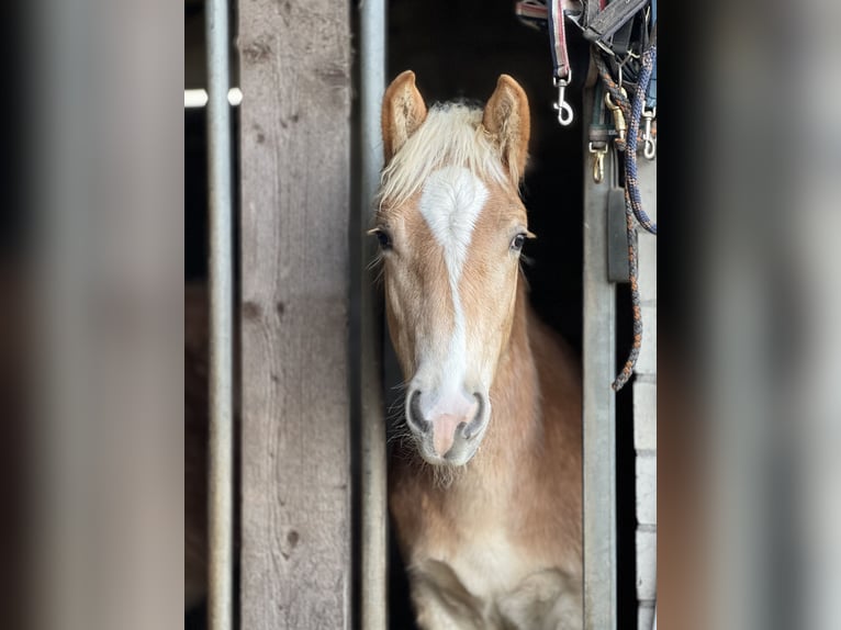 Haflinger Mare 5 years Chestnut-Red in Seedorf