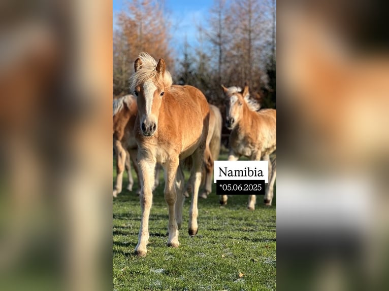 Haflinger Mare 5 years Chestnut-Red in Seedorf