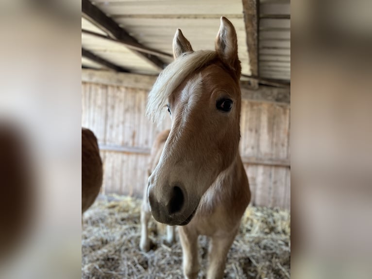 Haflinger Mare 5 years Chestnut-Red in Seedorf
