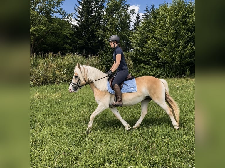 Haflinger Mare 6 years 13.2 hh Chestnut-Red in Davidschlag