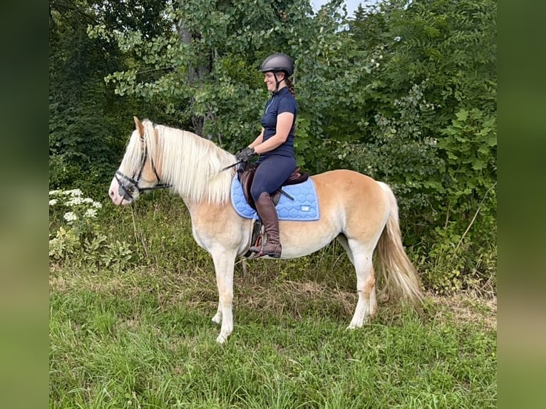 Haflinger Mare 6 years 13.2 hh Chestnut-Red in Davidschlag