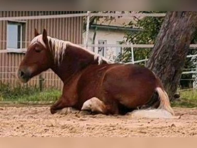 Haflinger Mix Mare 6 years 13,3 hh Chestnut-Red in Rothenburg ob der Tauber